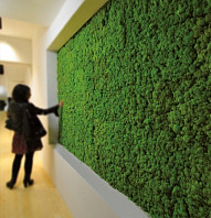Вертикальное озеленение: зелёные стены и фитомодули